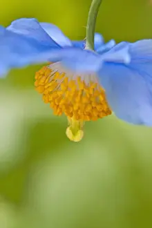 Images Dated 23rd May 2009: North America; Canada; Victoria; Selective Focus of Himalayan Blue Poppy