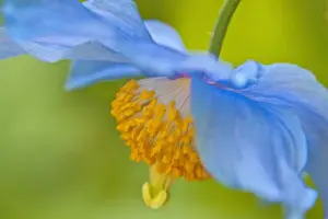 Images Dated 23rd May 2009: North America; Canada; Victoria; Selective Focus of Himalayan Blue Poppy