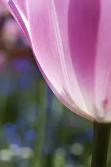 Fertility Prints: North America; Canada; Victoria; Selective Focus of Spring Tulips of Red and White Color