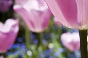 Images Dated 23rd May 2009: North America; Canada; Victoria; Selective Focus of Spring Tulips of Red and White Color