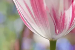 Images Dated 23rd May 2009: North America; Canada; Victoria; Selective Focus of Spring Tulips of Red and White Color