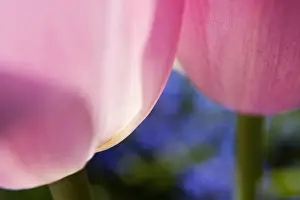 North America; Canada; Victoria; Selective Focus of Spring Tulips of Red and White Color