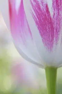 Images Dated 23rd May 2009: North America; Canada; Victoria; Selective Focus of Spring Tulips of Red and White Color