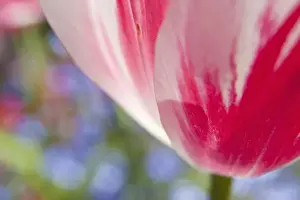 Images Dated 23rd May 2009: North America; Canada; Victoria; Selective Focus of Spring Tulips of Red and White Color