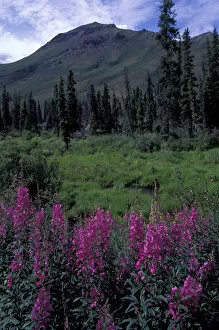 North America, Canada, Yukon. Dwarf Fireweed in the Tombstone Range