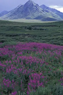 Yukon Prints: North America, Canada, Yukon. Fireweed blooms at Black Fork Pass near Mt. Anglecomb