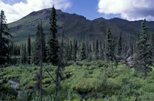 North America, Canada, Yukon. Spruce forest in Tombstone Range