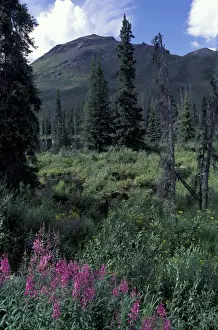 Spruce Prints: North America, Canada, Yukon. Wildflowers bloom in the Tombstone Range