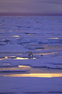 North America, Canadian Arctic. Polar bears on pack ice