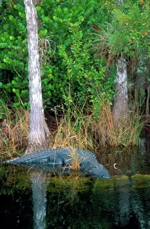 Dangerous Prints: North America, Florida Alligator among cypress trees in Florida Everglades