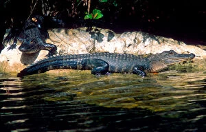 North America, Florida Alligators in the Florida Everglades