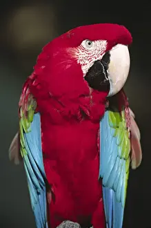 Images Dated 20th January 2014: North America, Florida. A captive Scarlet Macaw (Ara macao). It is a native of