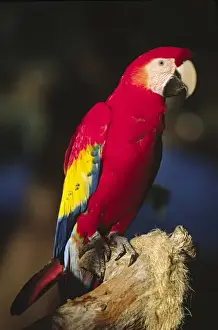 Macaw Prints: North America, Florida. A captive Scarlet Macaw (Ara macao). It is a native of