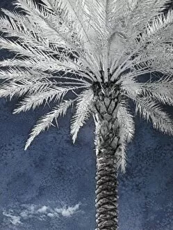 Images Dated 7th February 2007: North America, Florida, Orlando, infrared stately palm tree against a blue sky and clouds