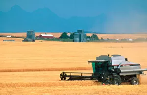 North America, Idaho. Combine harvests barley grain in eastern Idaho