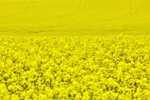 Idaho Prints: North America; Idaho; Grangeville; Canola Field in Full Fresh Bloom