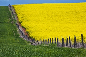 Idaho Prints: North America; Idaho; Grangeville; Canola Field in Full Fresh Bloom Along Fenceline