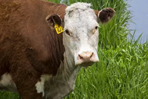 Full Prints: North America; Idaho; Grangeville; White Faced Steer in Field
