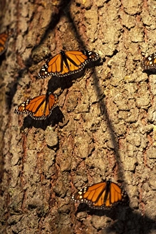 North America, Mexico