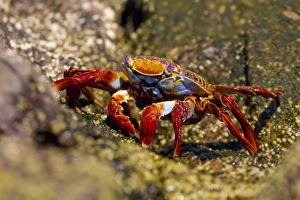 North America, Mexico
