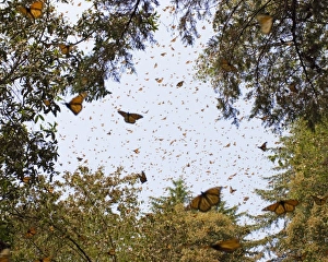 North America, Mexico
