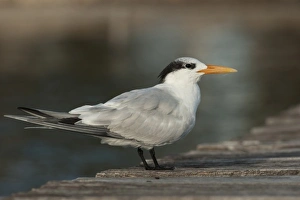 North America, Mexico