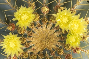 North America, Mexico