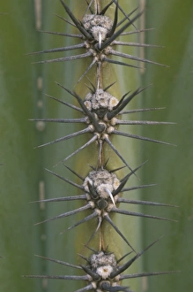 North America, Mexico