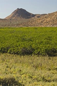North America, Mexico