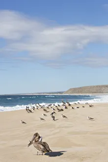 Images Dated 31st December 2012: North America, Mexico, Baja Calfornia Sur, Todos Santos, Cerritos Beach. Brown Pelicans