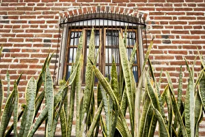Images Dated 1st January 2013: North America, Mexico, Baja Calfornia Sur, Todos Santos