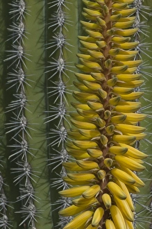 North America, Mexico, Baja California, Agave and Cordon Cactus near Playa Balandra