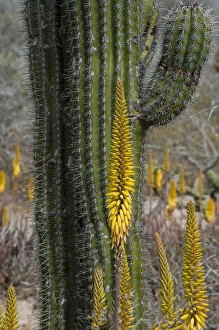 North America, Mexico, Baja California, Agave and Cordon Cactus near Playa Balandra