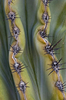 North America, Mexico, Baja California. Abstract line detail of cordon cactus (Pachycereus