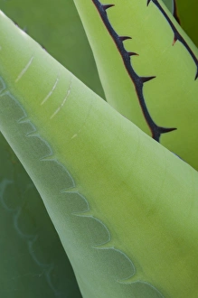 Baja California Prints: North America, Mexico, Baja California. Abstract line detail agave in Baja California