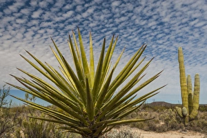 Images Dated 4th February 2013: North America, Mexico, Baja California. Yucca (Yucca valida) and Cardon Cactus