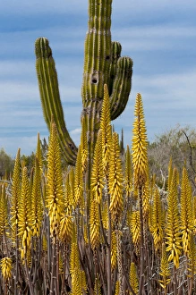 Images Dated 22nd February 2013: North America, Mexico, Baja California, Agave and Cordon Cactus near Playa Balandra