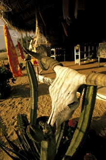 Images Dated 12th November 2009: North America, Mexico, Baja California, Todos Santos. Old cattle skulls