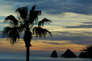 Images Dated 6th September 2006: North America, Mexico, Baja California Sur, Cabo San Lucas. Baja sunset palm with