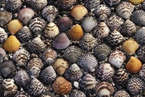 Images Dated 3rd January 2008: North America, Mexico, Baja. Shells on the beach