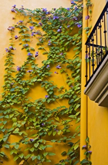 Images Dated 9th February 2006: North America, Mexico, Guanajuato state, San Miguel de Allende. Flowering vine