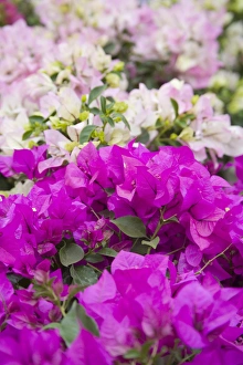 Images Dated 10th February 2006: North America, Mexico, Guanajuato state, San Miguel de Allende. Bougainvillea flowers