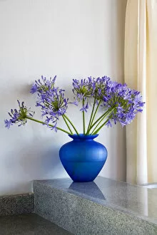 Images Dated 12th February 2006: North America, Mexico, Guanajuato state, San Miguel de Allende. An Agapanthus flower