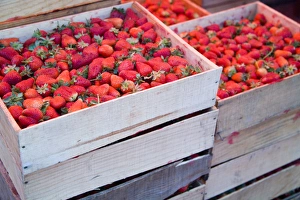 Images Dated 14th February 2006: North America, Mexico, Guanajuato state, San Miguel de Allende. Strawberries