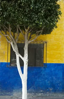 Images Dated 10th February 2006: North America, Mexico, Guanajuato state, San Miguel de Allende. Tree in front of