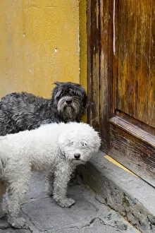 Images Dated 12th February 2006: North America, Mexico, Guanajuato state, San Miguel. 2 dogs at doorway waiting to