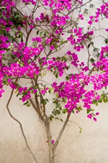 North America, Mexico, Pozos. Bouganvilla blooming on wall in the town of Mineral