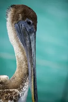North America, Mexico, Quintana Roo, Puerto Morelos. A brown pelican, Pelecanus occidentalis