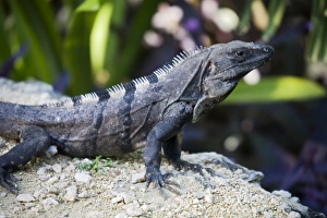 Images Dated 15th February 2007: North America, Mexico, Quintana Roo, Tulum. This is a black iguana, ctenosaura similis