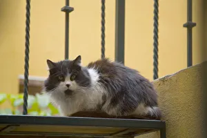 Images Dated 11th February 2006: North America, Mexico, San Miguel de Allende. Cat waiting on steps